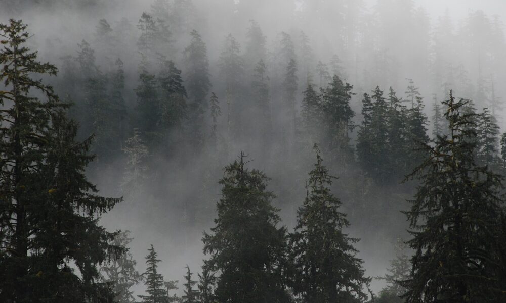 Une forêt de conifères enveloppée de brume