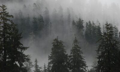 Une forêt de conifères enveloppée de brume