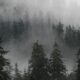 Une forêt de conifères enveloppée de brume