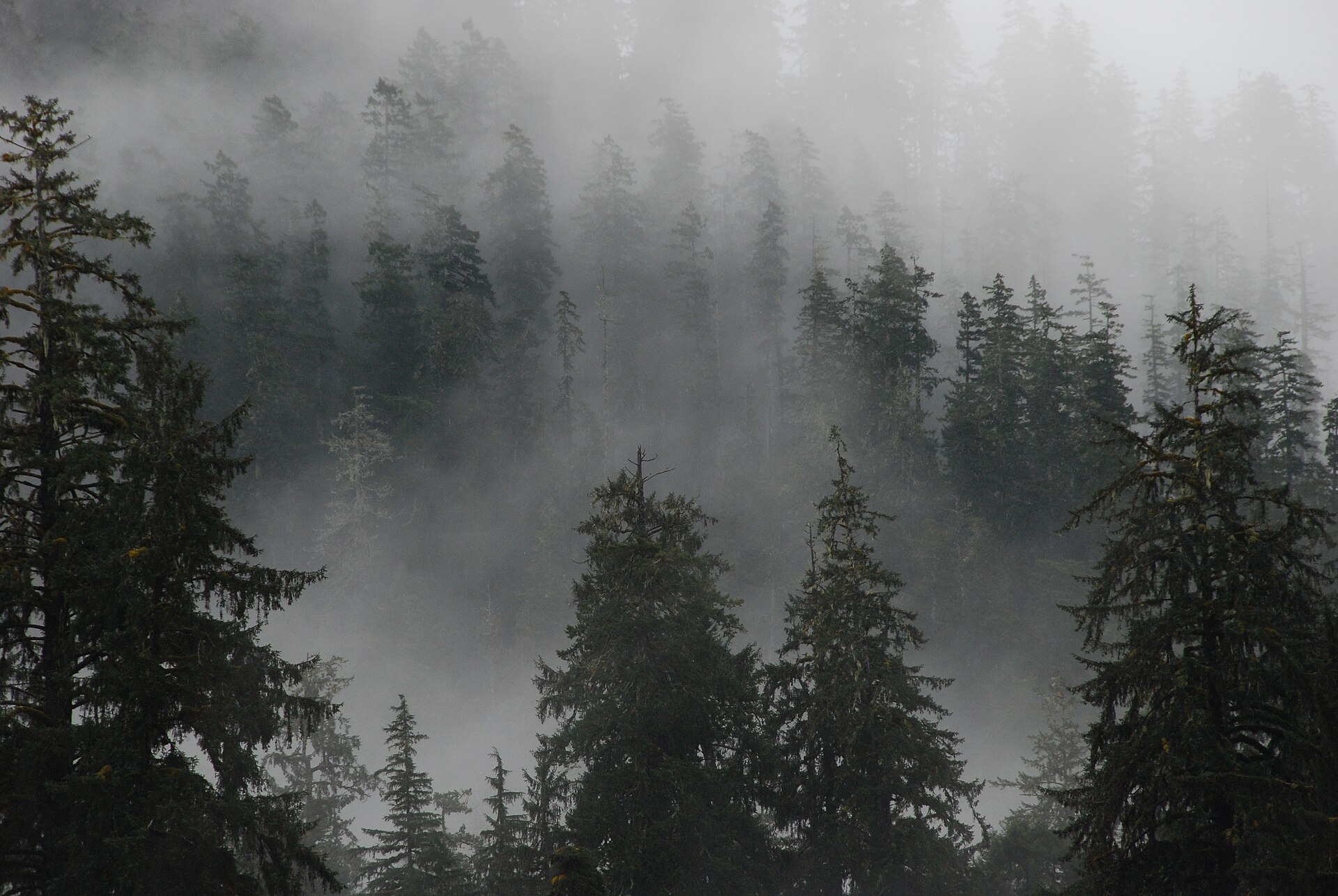 Une forêt de conifères enveloppée de brume